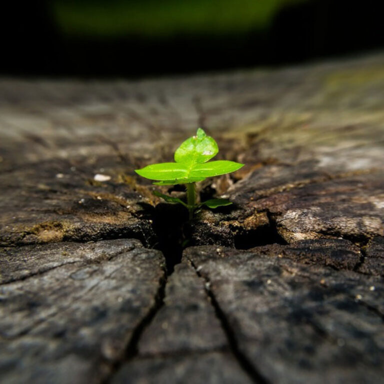 Life from Death